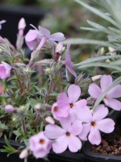 Phlox douglasii 'Lilac Cloud' Plamenka nízká 'Lilac Cloud' Nelen pro zelen detail květů Phlox douglasii 'Lilac Cloud' Plamenka nízká 'Lilac Cloud' Nelen pro zelen detail květů