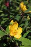 Třezalka rozkladitá 'Hidcote' Nelen pro zelen Hypericum patulum 'Hidcote' květ