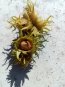 Líska turecká Nelen pro zelen Corylus colurna plod