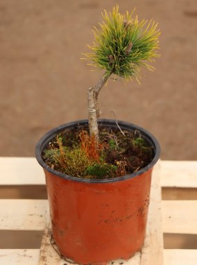 Pinus mugo 'Ophir' Borovice kleč 'Ophir' Nelen pro zelen kont 1.5L