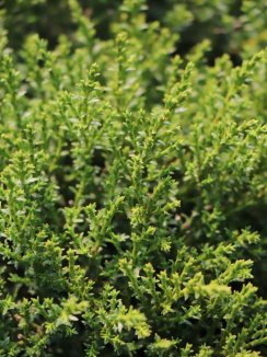 Hebe ochracea 'James Stirling' Nelen pro zelen detail Hebe ochracea 'James Stirling' Nelen pro zelen detail