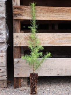 Larix kaempferi Modřín japonský Nelen pro zelen sazenice Larix kaempferi Modřín japonský Nelen pro zelen sazenice
