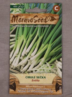 Cibule sečka Entita Allium fistulosum Entita Nelen pro zelen semínka