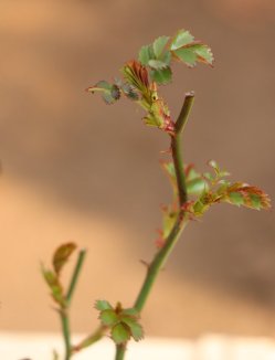 Rosa 'Matador´ Růže pokryvná 'Matador' Nelen pro zelen detail Rosa 'Matador´ Růže pokryvná 'Matador' Nelen pro zelen detail