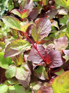 Cornus alba 'Sibirica' Svída bílá 'Sibirica' Nelen pro zelen list na podzim Cornus alba 'Sibirica' Svída bílá 'Sibirica' Nelen pro zelen list na podzim
