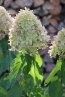 Hortenzie latnatá 'Limelight' Nelen pro zelen Hydrangea paniculata 'Limelight' květ