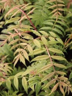Sorbaria sorbifolia ´Sem´® Tavolníkovec jeřábolistý 'Sem' ® Nelen pro zelen listy Sorbaria sorbifolia ´Sem´® Tavolníkovec jeřábolistý 'Sem' ® Nelen pro zelen listy