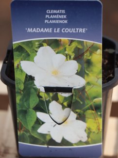 Clematis 'Madame la Coultre´ Plamének 'Madame la Coultre' Nelen pro zelen etiketa Clematis 'Madame la Coultre´ Plamének 'Madame la Coultre' Nelen pro zelen etiketa