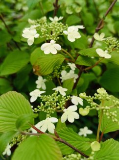 Viburnum plicatum 'Dart´s Red Robin´ Kalina japonská 'Dart's Red Robin' Nelen pro zelen květy Viburnum plicatum 'Dart´s Red Robin´ Kalina japonská 'Dart's Red Robin' Nelen pro zelen květy