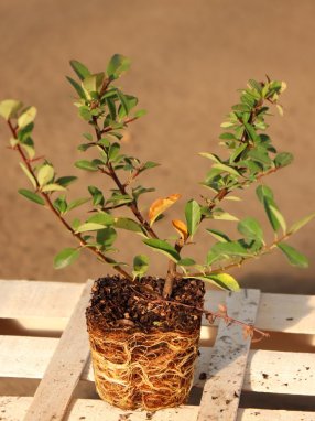 Pyracantha coccinea 'Mohave´ Hlohyně šarlatová 'Mohave' Nelen pro zelen sazenice QP