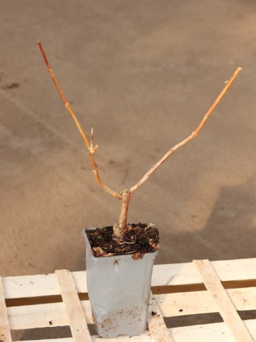 Campsis x tagliabuana ´Madame Galen´ Trubač Tagliabuanův 'Madame Galen' Nelen pro zelen sazenice QP