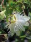 Passiflora riverside 'Snow Queen' Mučenka riverside 'Snow Queen' Nelen pro zelen detail květu