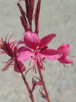 Gaura Belleza 'Early Dark Pink' Svíčkovec Belleza 'Early Dark Pink' Nelen pro zelen květ Gaura Belleza 'Early Dark Pink' Svíčkovec Belleza 'Early Dark Pink' Nelen pro zelen květ