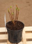 Hydrangea macrophylla ´Tovelit´ Hortenzie velkolistá 'Tovelit' Nelen pro zelen kont 1.5L