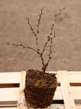 Berberis thunbergii 'Ruby Star' ® Dřišťál Thunbergův 'Ruby Star' Nelen pro zelen sazenice QP