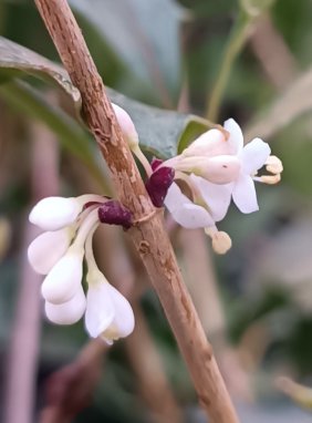 Osmathus heterophyllus ´Purpureus´ Vonokvětka různolistá 'Purpureus' Nelen pro zelen detail květu