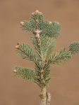 Abies lasiocarpa 'Green Globe' Jedle plstnatoplodá 'Green Globe' Nelen pro zelen detail