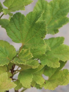 Ribes rubra 'Rosetta' Rybíz červený 'Rosetta' Nelen pro zelen listy