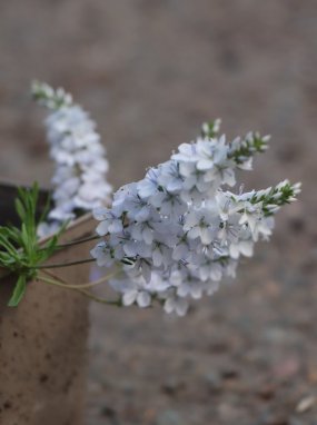 Veronica prostrata 'Alba' Rozrazil rozprostřený 'Alba' Nelen pro zelen detail květů