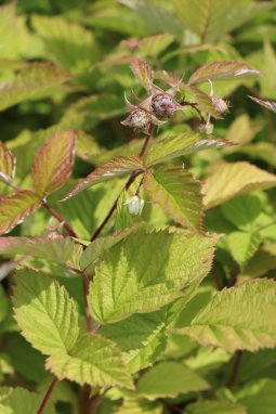 Maliník Nelen pro zelen Rubus idaeus list
