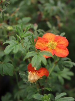 Potentilla fruticosa 'Red Ace' Mochna křovitá 'Red Ace' Nelen pro zelen květy Potentilla fruticosa 'Red Ace' Mochna křovitá 'Red Ace' Nelen pro zelen květy