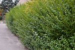 Ptačí zob obecný 'Lodense'