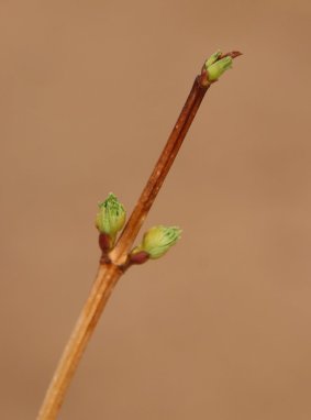 Viburnum opulus ´Roseum´ Kalina obecná 'Roseum' Nelen pro zelen pupeny