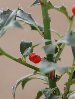 Ilex aquifolium ´Alaska´ Cesmína ostrolistá 'Alaska' Nelen pro zelen bobule