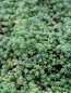 Rozchodník 'Chloroticum' Nelen pro zelen Sedum micranthum 'Chloroticum' rostlina