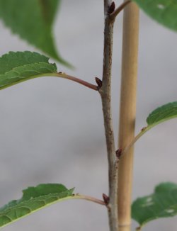 Prunus avium 'Lapins' Třešeň 'Lapins' Nelen pro zelen detail Prunus avium 'Lapins' Třešeň 'Lapins' Nelen pro zelen detail