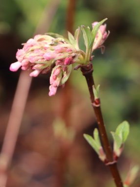 Viburnum bodnantense 'Dawn' Kalina bodnantská 'Dawn' Nelen pro zelen poupě