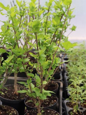 Hibiscus syriacus 'Eleonore´® Ibišek syrský 'Eleonore' ® Nelen pro zelen obrážející rostlina