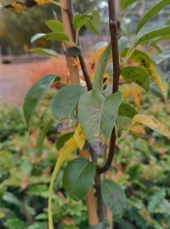 Pyrus communis 'Dicolor' Hrušeň 'Dicolor' Nelen pro zelen detail Pyrus communis 'Dicolor' Hrušeň 'Dicolor' Nelen pro zelen detail