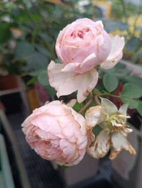 Rosa 'Cinderella' Růže 'Cinderella' Nelen pro zelen poupata
