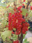 Ribes rubra 'Rosetta' Rybíz červený 'Rosetta' Nelen pro zelen plody