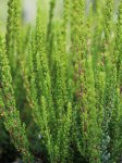 Calluna vulgaris 'Zelia' Vřes obecný 'Zelia' Nelen pro zelen detail listů