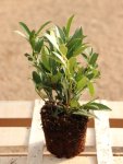 Prunus laurocerasus 'Sofia´® Bobkovišeň lékařská 'Sofia' ® Nelen pro zelen sazenice QP