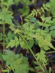 Jasminum officinale Jasmín pravý Nelen pro zelen listy