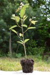 Muchovník velkokvětý 'Prince William' Nelen pro zelen Amelanchier × grandiflora 'Prince William' QP