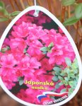 Azalka japonská Nelen pro zelen Azalea japonica květ