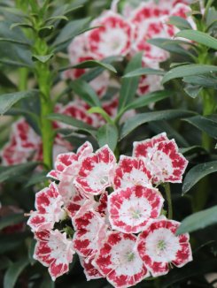 Mamota širokolistá 'Minuet' Nelen pro zelen Kalmia latifolia 'Minuet' květ Mamota širokolistá 'Minuet' Nelen pro zelen Kalmia latifolia 'Minuet' květ