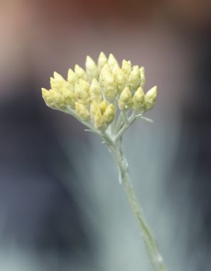 Helichrysum italicum Smil italský Kari- Maggi Nelen pro zelen poupě