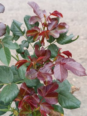 Rosa 'Pompeji' Růže 'Pompeji' Nelen pro zelen detail listu