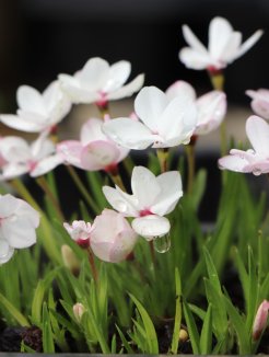 Rhodohypoxis 'The Bridge' Rhodohypoxis 'The Bride' Nelen pro zelen květy Rhodohypoxis 'The Bridge' Rhodohypoxis 'The Bride' Nelen pro zelen květy