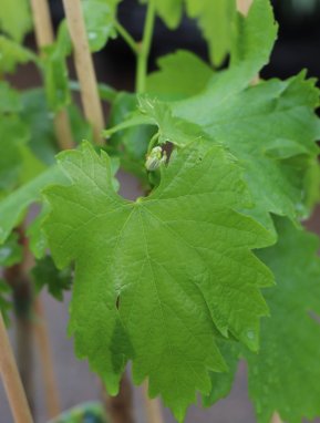 Vitis vinifera 'Asja' Vinná réva 'Asja' Nelen pro zelen list