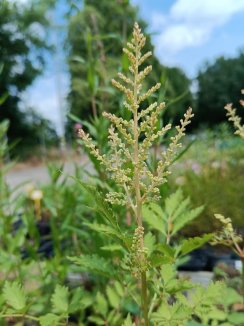 Astilbe 'Milk and Honey' ® Čechrava 'Milk and Honey' ® Nelen pro zelen poupě Astilbe 'Milk and Honey' ® Čechrava 'Milk and Honey' ® Nelen pro zelen poupě