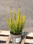 Calluna vulgaris 'Zelda' Vřes 'Zelda' Nelen pro zelen ko12cm