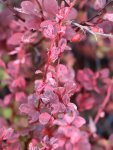 Berberis thunbergii 'Harlequin'Dřišťál Thunbergův 'Harlequin' Nelen pro zelen detail