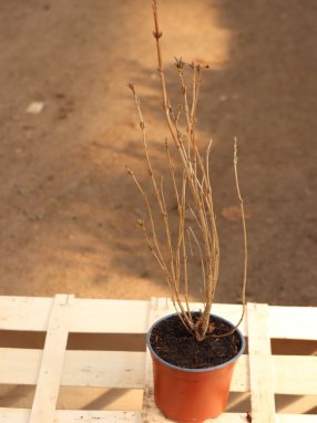 Weigela florida 'Minuet´ Vajgélie květnatá 'Minuet' Nelen pro zelen ko 12cm jaro