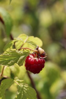 Maliník Nelen pro zelen Rubus idaeus plod